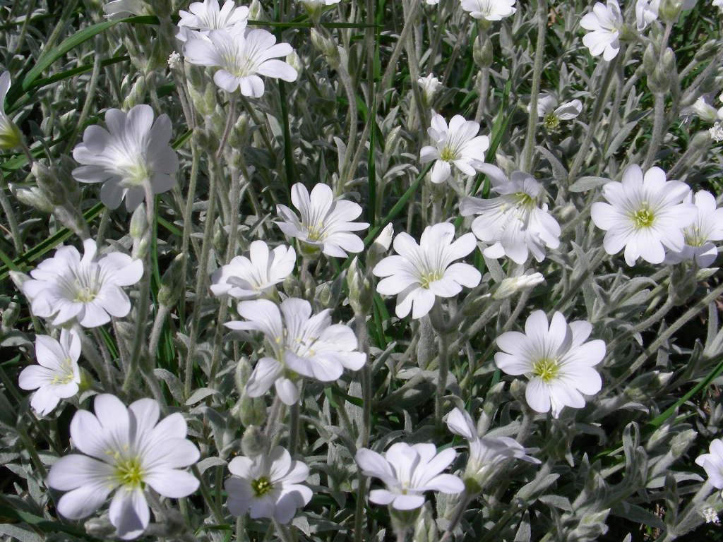 Monte SIRENTE in fiore ... Cerastium tomentosum